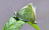 Cabbage White (Pieris rapae)